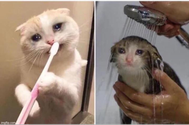 Sad cats | image tagged in sad cats | made w/ Imgflip meme maker