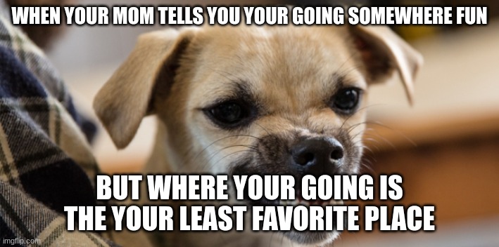 WHEN YOUR MOM TELLS YOU YOUR GOING SOMEWHERE FUN; BUT WHERE YOUR GOING IS THE YOUR LEAST FAVORITE PLACE | image tagged in dog meme | made w/ Imgflip meme maker