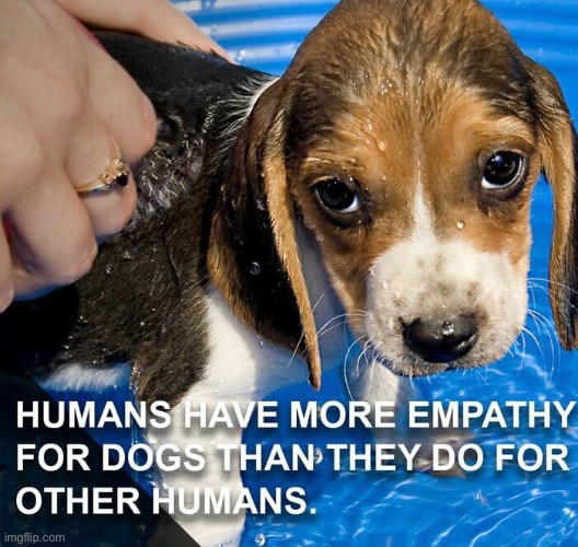 We should be concerned | image tagged in dogs,empathy,fact | made w/ Imgflip meme maker