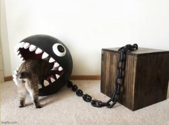Mario Chompy Cat | image tagged in mario chompy cat | made w/ Imgflip meme maker