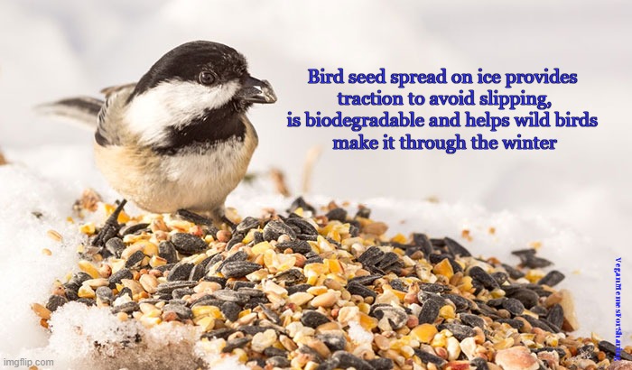 Ice |  Bird seed spread on ice provides 
traction to avoid slipping,
is biodegradable and helps wild birds 
make it through the winter; VeganMemesForSharing | image tagged in vegan,wild birds,birds,wildlife,winter,bird seed | made w/ Imgflip meme maker