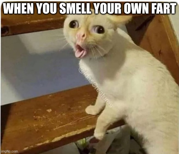 cat smells fart | WHEN YOU SMELL YOUR OWN FART | image tagged in cat smells fart | made w/ Imgflip meme maker