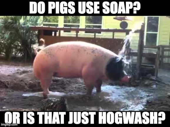 Pig | DO PIGS USE SOAP? OR IS THAT JUST HOGWASH? | image tagged in bad pun | made w/ Imgflip meme maker