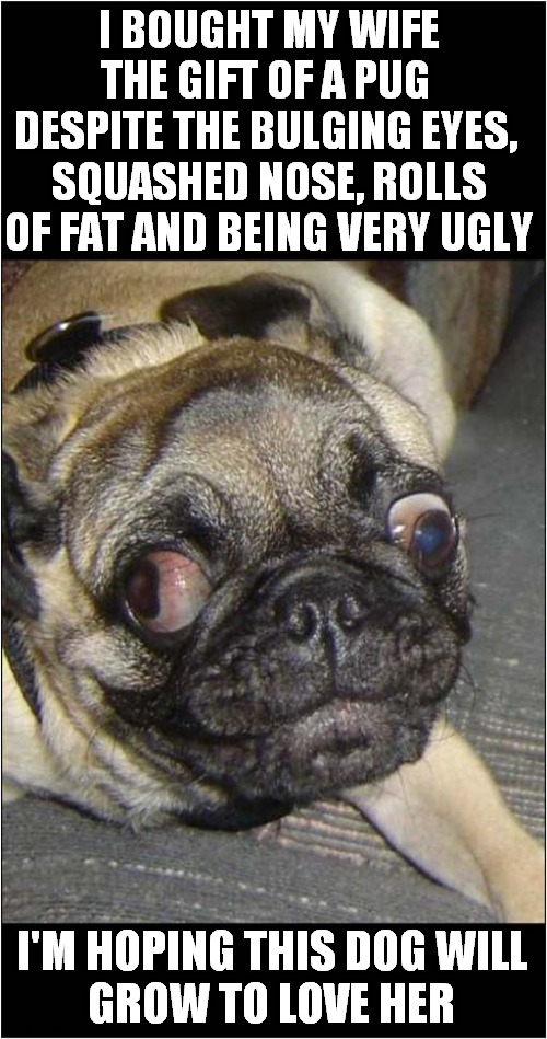 A Four Legged Friend Indeed ! | I BOUGHT MY WIFE THE GIFT OF A PUG  DESPITE THE BULGING EYES, 
SQUASHED NOSE, ROLLS OF FAT AND BEING VERY UGLY; I'M HOPING THIS DOG WILL
GROW TO LOVE HER | image tagged in dogs,pugs,ugly,plot twist,dark humour | made w/ Imgflip meme maker