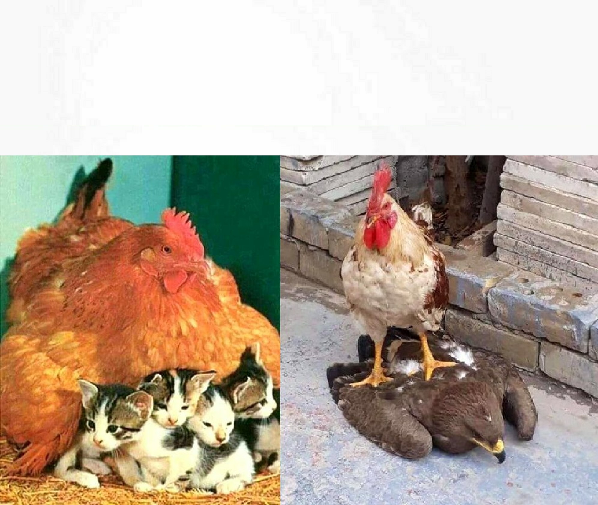 Hen Look After Kittens Blank Meme Template