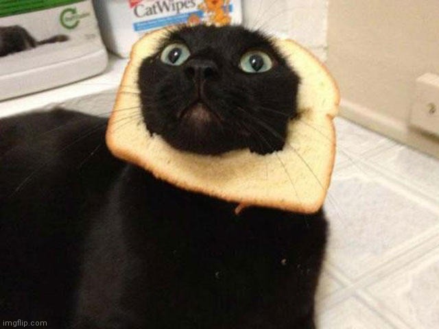 cat bread ig? | image tagged in cat bread ig | made w/ Imgflip meme maker