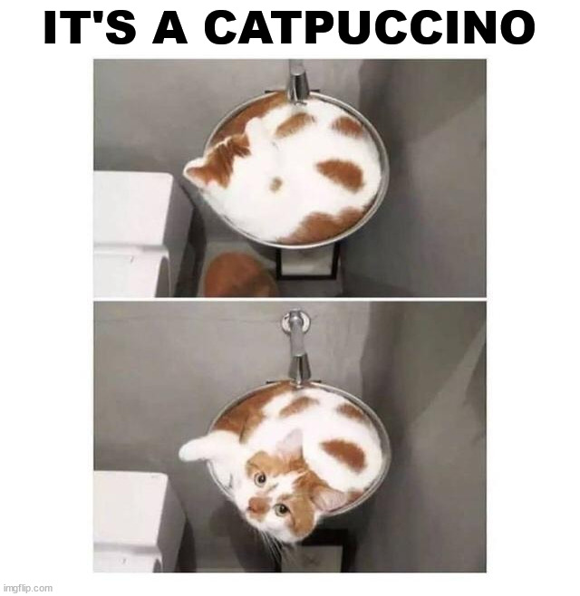 IT'S A CATPUCCINO | image tagged in eye roll | made w/ Imgflip meme maker