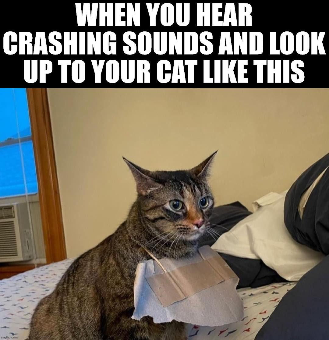 WHEN YOU HEAR CRASHING SOUNDS AND LOOK UP TO YOUR CAT LIKE THIS | image tagged in cats | made w/ Imgflip meme maker
