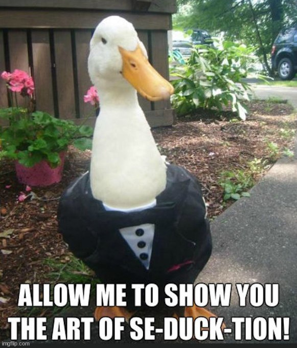 Happy Valentines day | image tagged in ducks | made w/ Imgflip meme maker