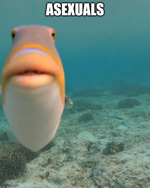 staring fish | ASEXUALS | image tagged in staring fish | made w/ Imgflip meme maker