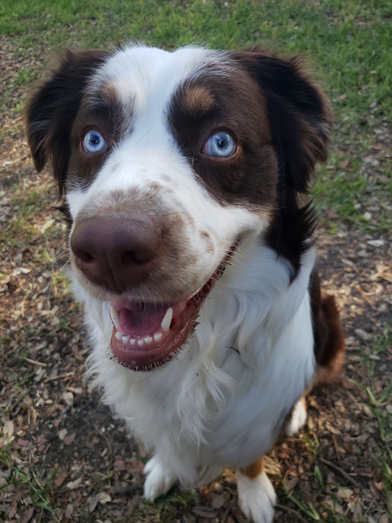 High Quality Smiling Dog Blank Meme Template