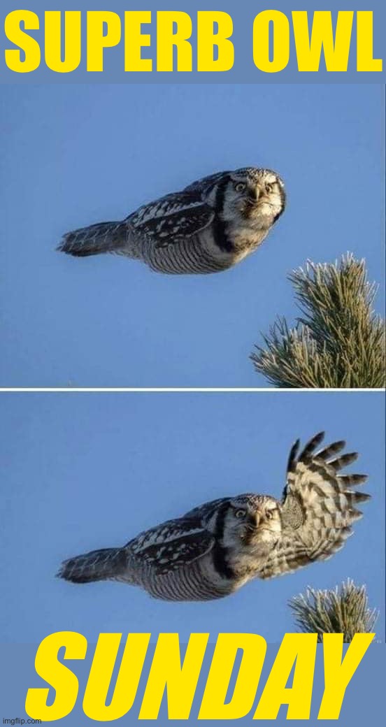 — Raise a wing if you’re ready for a great American pastime — | SUPERB OWL; SUNDAY | image tagged in howdy owl,superb,owl,sunday,superb owl,american pastime | made w/ Imgflip meme maker