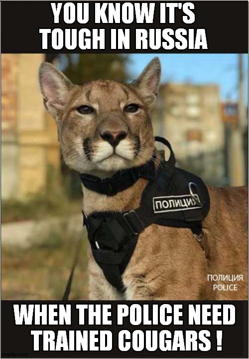 Russian Criminals Beware ! | YOU KNOW IT'S TOUGH IN RUSSIA; WHEN THE POLICE NEED
 TRAINED COUGARS ! | image tagged in cats,russian,police,cougars | made w/ Imgflip meme maker