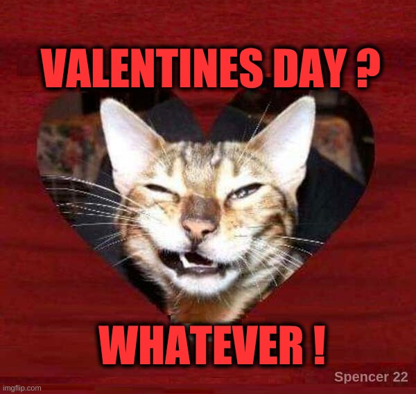 VALENTINES DAY ? WHATEVER ! | image tagged in valentine's day,whatever,not amused,cat,so what,relationships | made w/ Imgflip meme maker