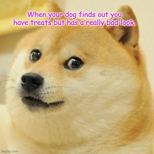 Doge Meme | When your dog finds out you have treats but has a really bad look. | image tagged in memes,doge | made w/ Imgflip meme maker