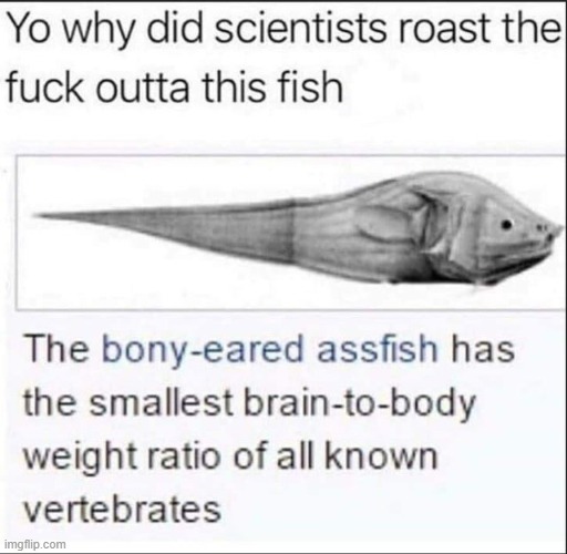 assfish | made w/ Imgflip meme maker