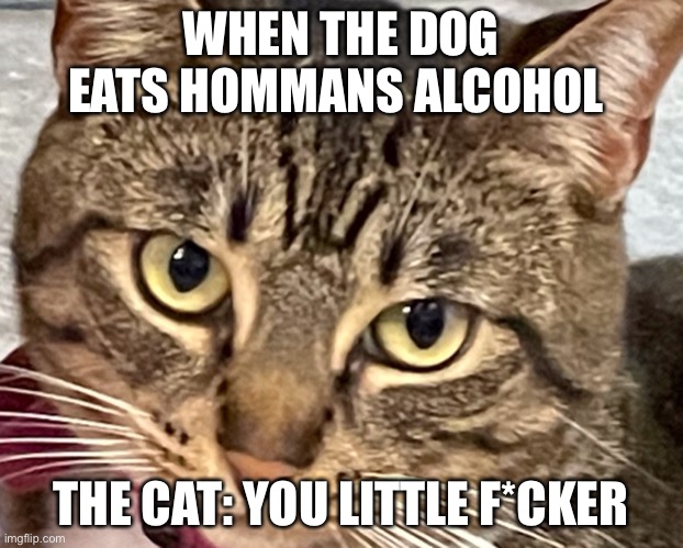 Omg cats now cuss | WHEN THE DOG EATS HOMMANS ALCOHOL; THE CAT: YOU LITTLE F*CKER | image tagged in woman yelling at cat | made w/ Imgflip meme maker