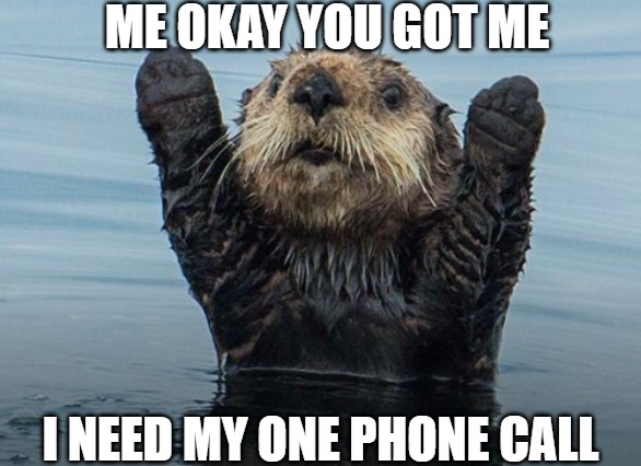 busted | ME OKAY YOU GOT ME; I NEED MY ONE PHONE CALL | image tagged in hands up otter | made w/ Imgflip meme maker