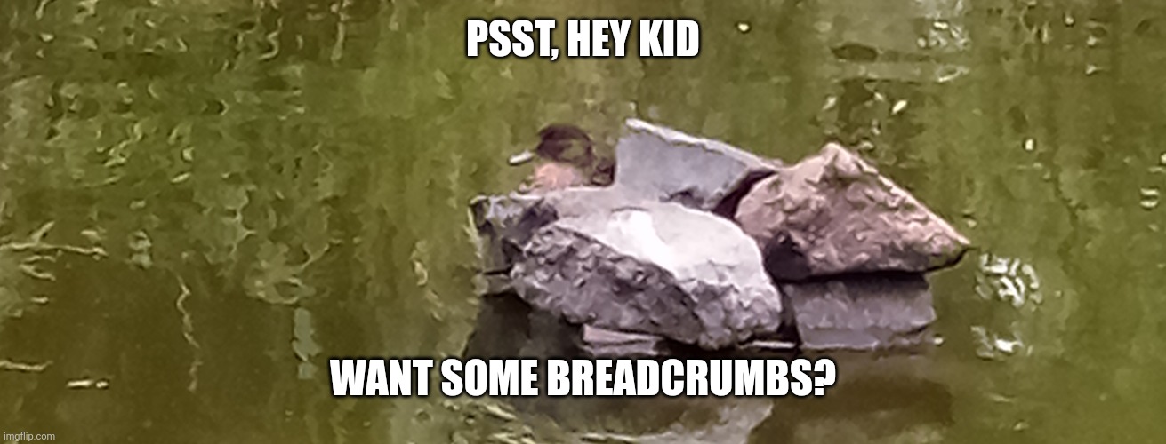 Shady duck | PSST, HEY KID; WANT SOME BREADCRUMBS? | image tagged in memes | made w/ Imgflip meme maker