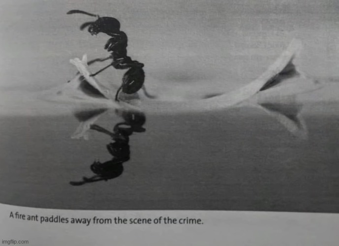 a fire ant paddles away from the scene of the crime. | image tagged in a fire ant paddles away from the scene of the crime | made w/ Imgflip meme maker