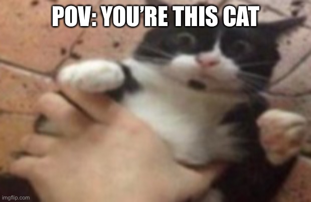 Every OC is allowed | POV: YOU’RE THIS CAT | image tagged in run | made w/ Imgflip meme maker