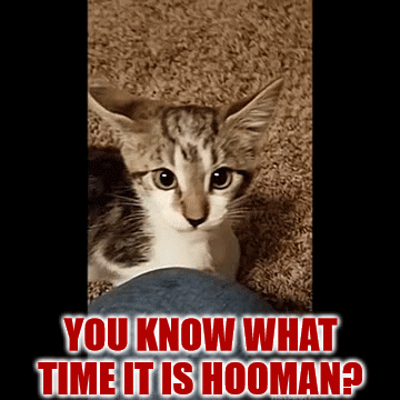 It's Time Hooman - Imgflip