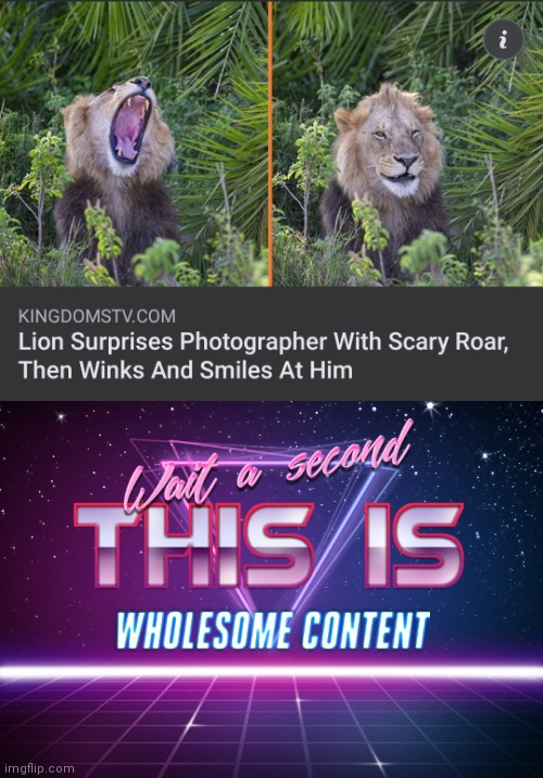 Lion is a wild cat after all | image tagged in wait a second this is wholesome content,lion,photography | made w/ Imgflip meme maker