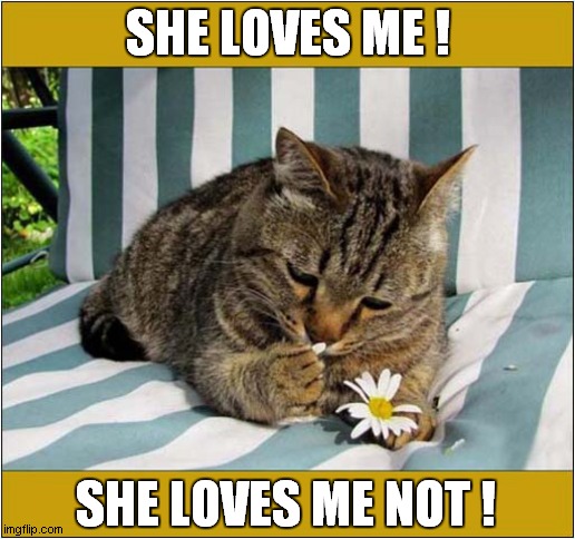 Romantic Cat For Valentines Day ! | SHE LOVES ME ! SHE LOVES ME NOT ! | image tagged in cats,valentines day,romantic | made w/ Imgflip meme maker