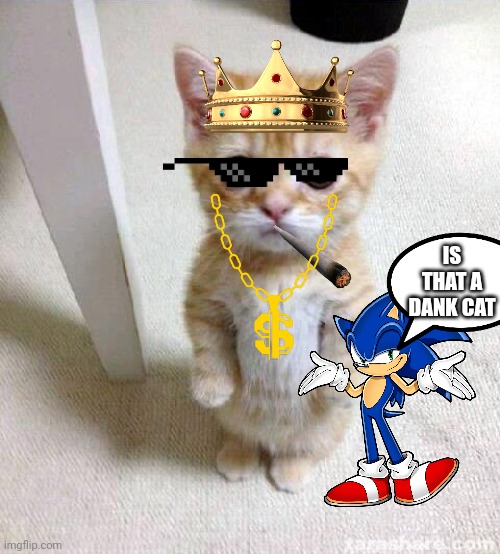 Sonic meets a cat | IS THAT A DANK CAT | image tagged in cute cat | made w/ Imgflip meme maker