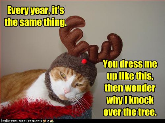 same thing | image tagged in cat,funny,christmas | made w/ Imgflip meme maker