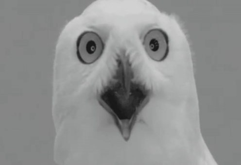 High Quality owl what Blank Meme Template