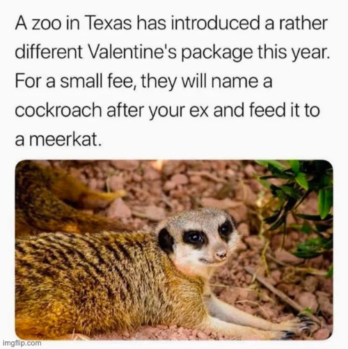 meerkat feeding | image tagged in memes,unfunny | made w/ Imgflip meme maker