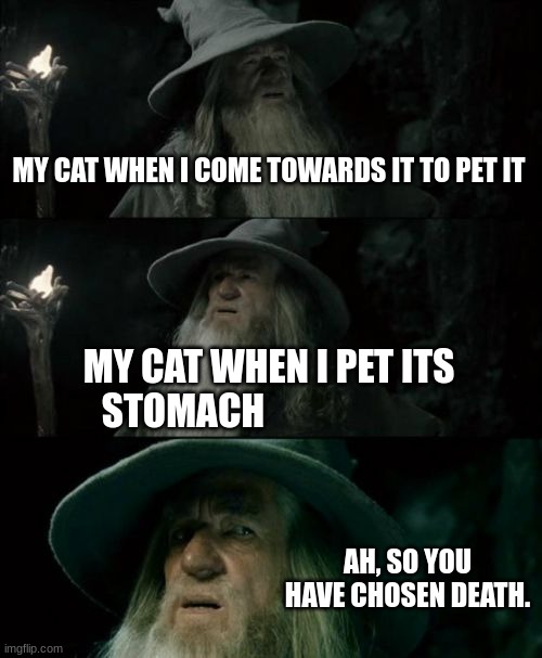 Why The Cat No Likey | MY CAT WHEN I COME TOWARDS IT TO PET IT; MY CAT WHEN I PET ITS STOMACH; AH, SO YOU HAVE CHOSEN DEATH. | image tagged in memes,confused gandalf | made w/ Imgflip meme maker