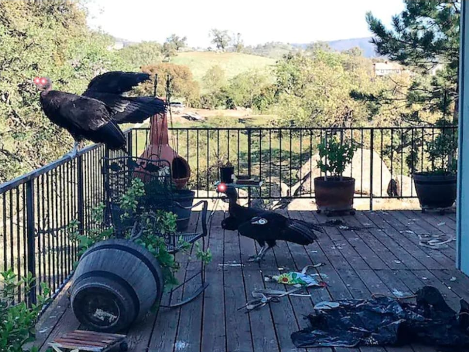 Condo fuck this deck in particular Blank Meme Template