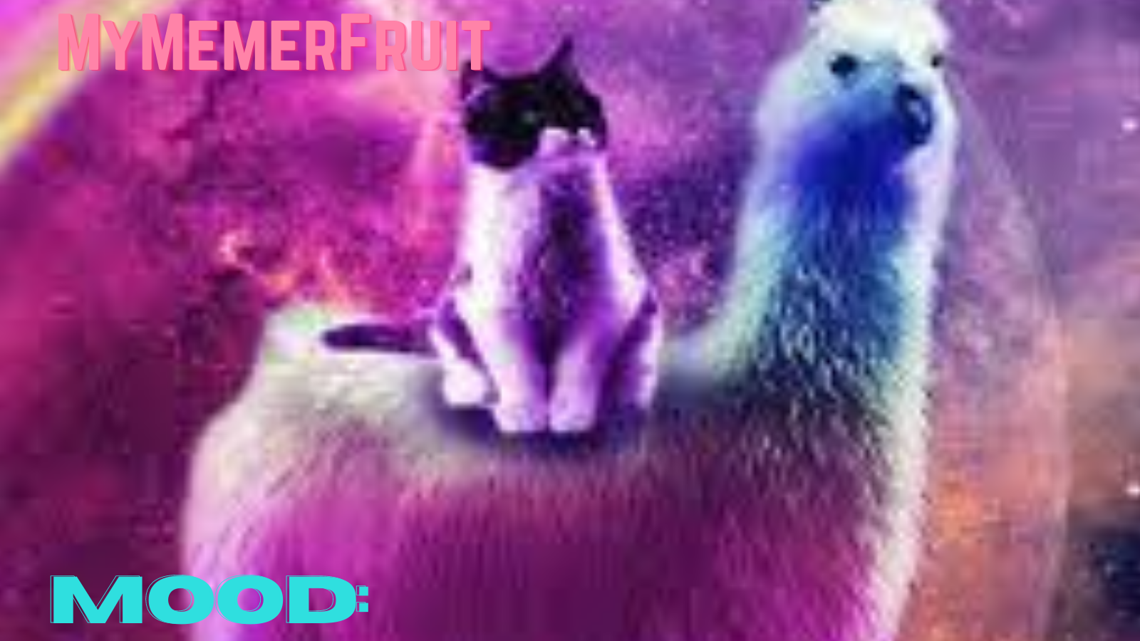 MyMemerFruit Galaxy cat Blank Meme Template