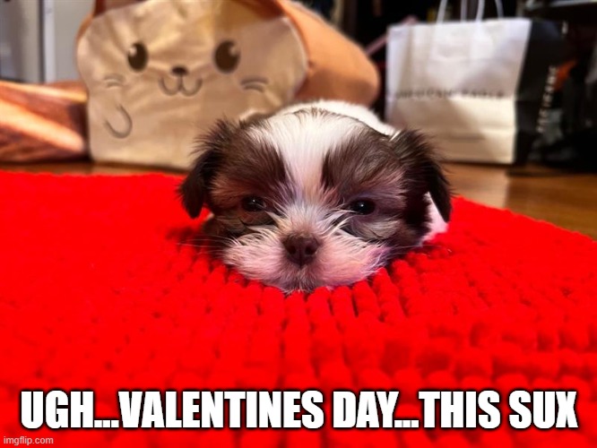 Valentines Day Dred | UGH...VALENTINES DAY...THIS SUX | image tagged in valentine's day,valentines day,dog,cute dog,cute,cute puppy | made w/ Imgflip meme maker