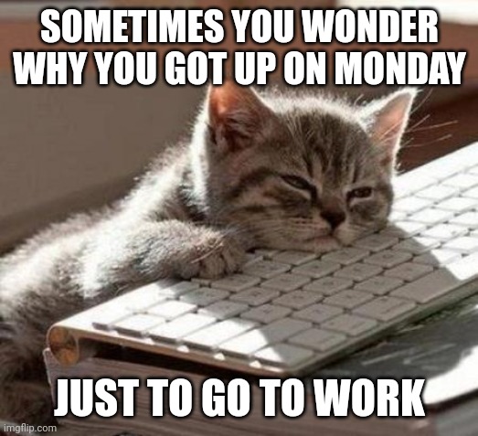 Monday at Work | SOMETIMES YOU WONDER WHY YOU GOT UP ON MONDAY; JUST TO GO TO WORK | image tagged in tired cat | made w/ Imgflip meme maker