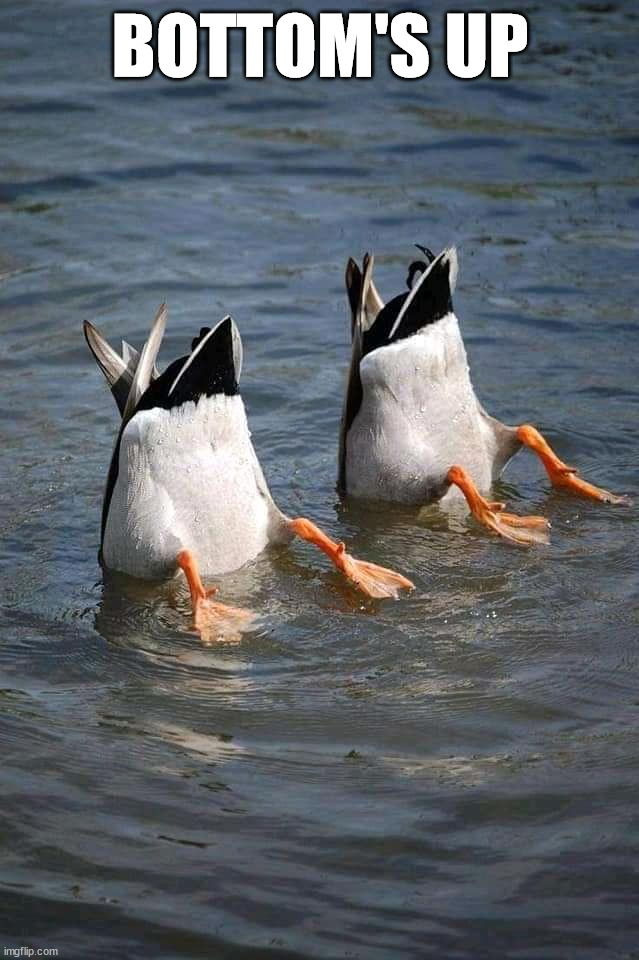 BOTTOM'S UP | image tagged in ducks | made w/ Imgflip meme maker