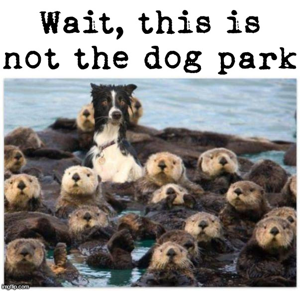 Wait, this is not the dog park | image tagged in dogs | made w/ Imgflip meme maker