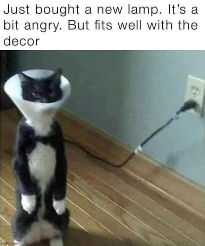 image tagged in cats,lamp | made w/ Imgflip meme maker