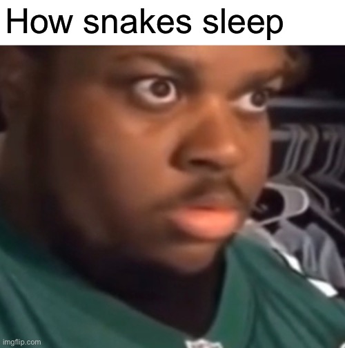 How snakes sleep | made w/ Imgflip meme maker