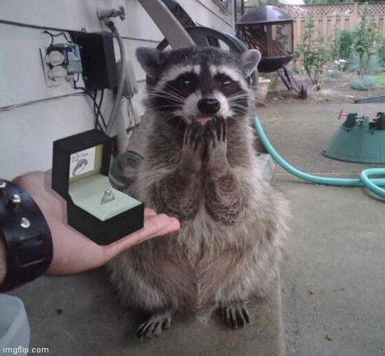 Just proposed to my gf for valentines | made w/ Imgflip meme maker