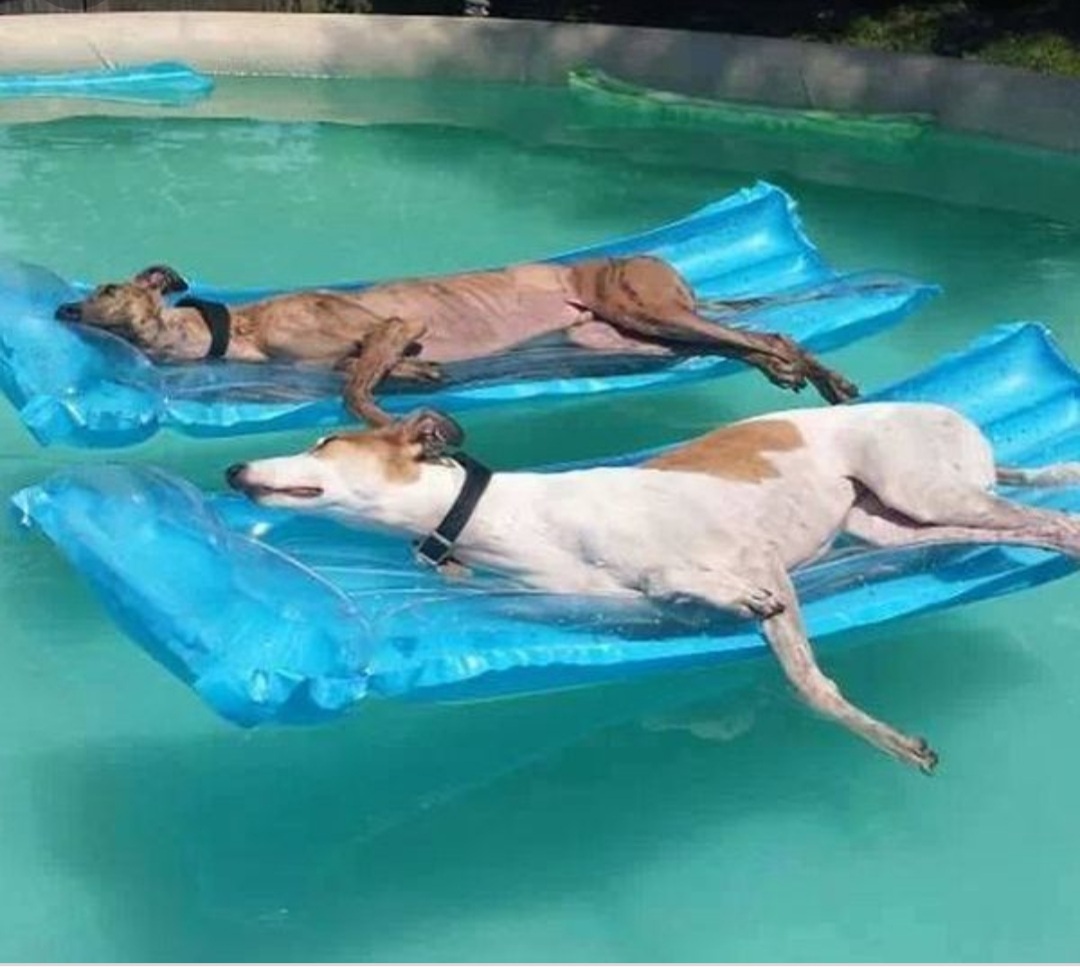 Water dogs Blank Meme Template