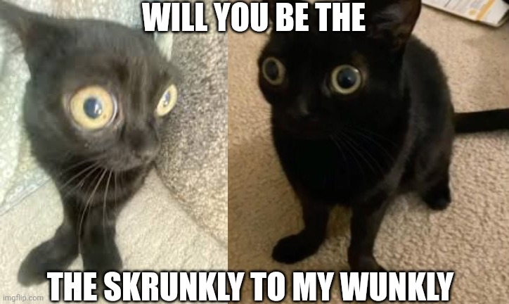 skrunkle | WILL YOU BE THE; THE SKRUNKLY TO MY WUNKLY | image tagged in cat,dank memes,valentine's day,uwu,funny,cringe | made w/ Imgflip meme maker