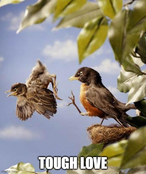 Tough love | TOUGH LOVE | image tagged in tough love | made w/ Imgflip meme maker