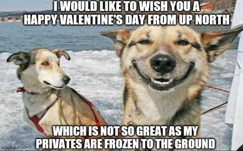 Happy Valentine's Day | image tagged in happy valentine's day,cold weather memes,funny dog memes,dog in snow memes,baby its cold outside,valentine from the dog | made w/ Imgflip meme maker