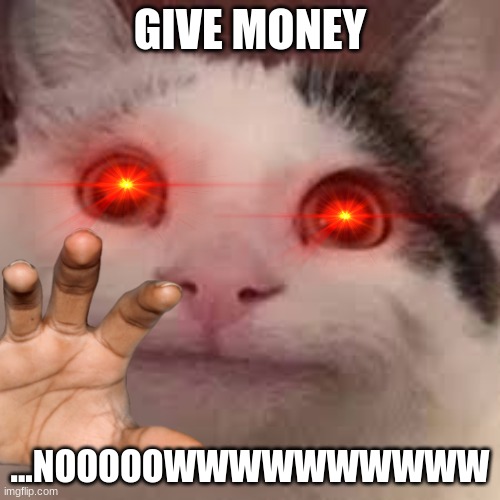 bluga | GIVE MONEY; ...NOOOOOWWWWWWWWWW | image tagged in beluga | made w/ Imgflip meme maker