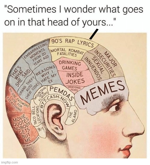 Wonder No More! | / | image tagged in vince vance,brain,diagram,memes,human head,illustrated | made w/ Imgflip meme maker