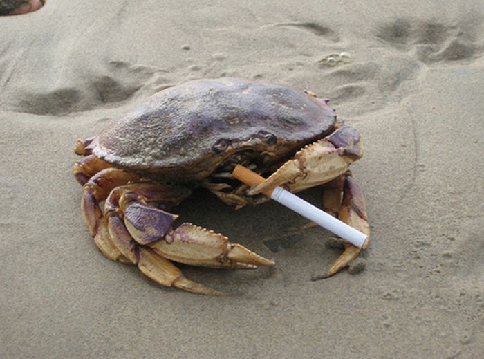 Smoking Crab Blank Meme Template