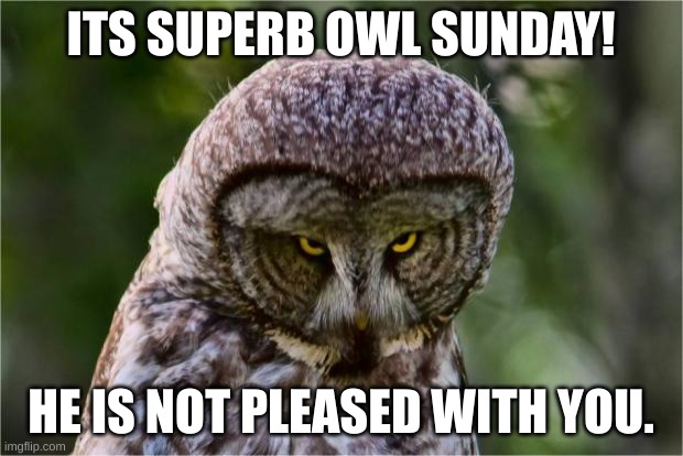 YES I KNOW IM LATE SHUT UP | ITS SUPERB OWL SUNDAY! HE IS NOT PLEASED WITH YOU. | image tagged in seriously owl | made w/ Imgflip meme maker